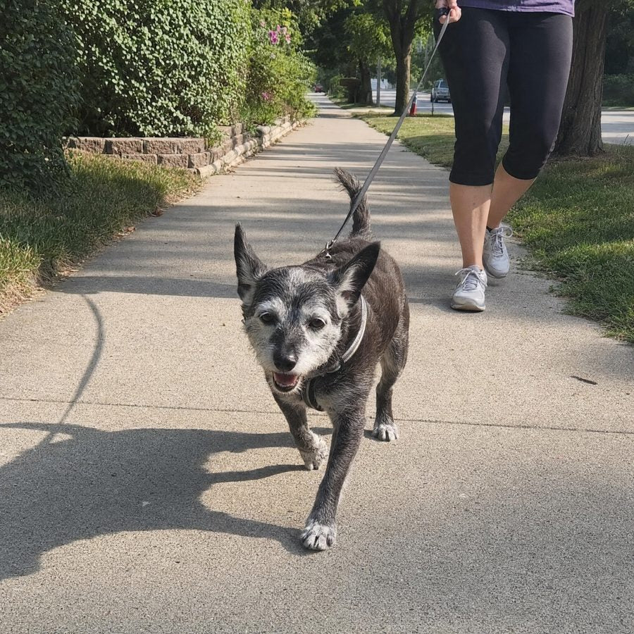 Happy dog