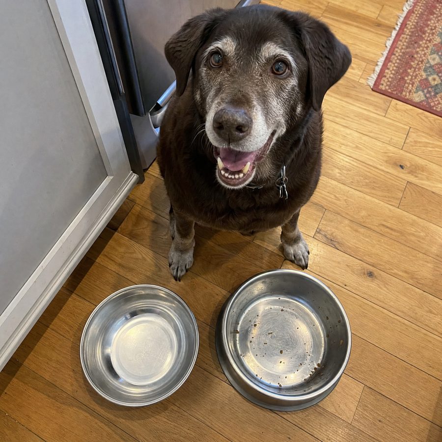 Happy dog
