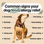 Common signs your dog needs allergy relief
