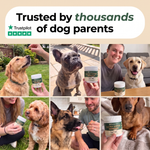 Dog owners using PawsyLabs Allergy Support soft chews
