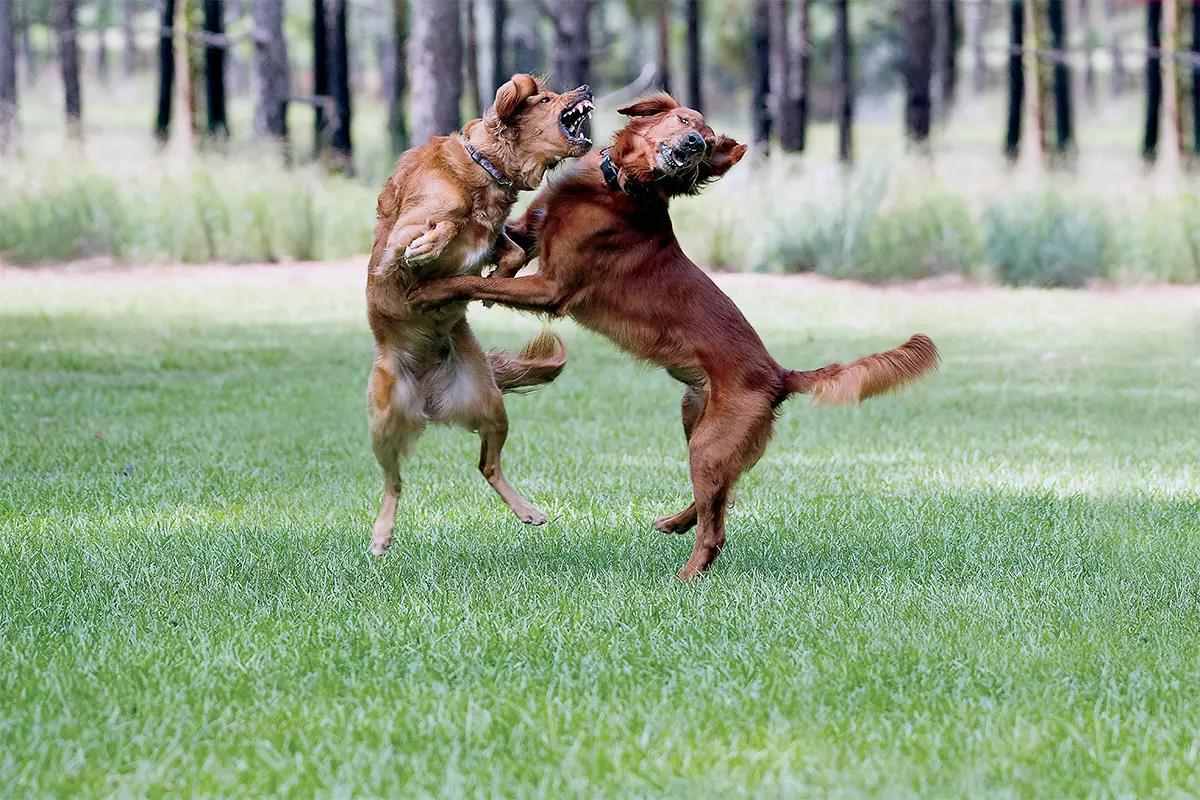 The Hidden Parasite Load Behind Your Dog's Reactivity and Aggression (And Why Every Trainer, Behaviorist, and Anxiety Medication Keeps Failing)