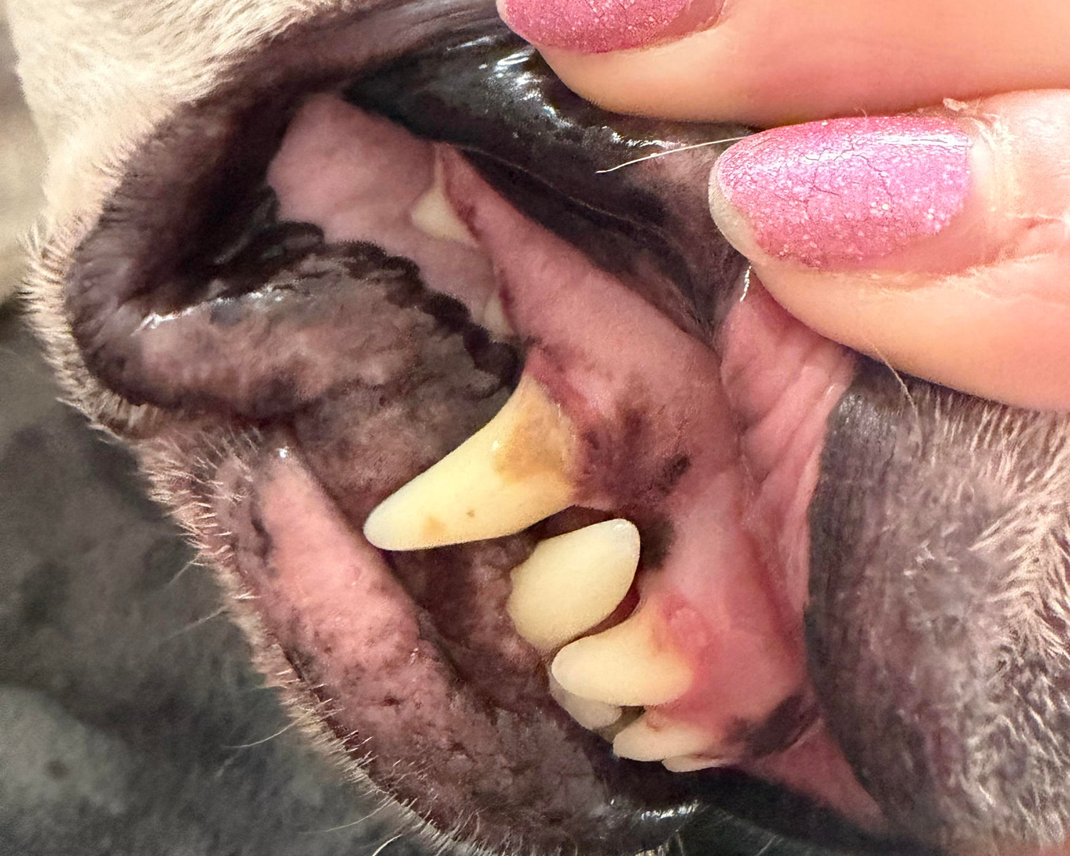 That “Just Bad Breath” Isn't a Teeth Problem — It's the First Warning Sign Something Is Leaking Into Your Dog's Blood