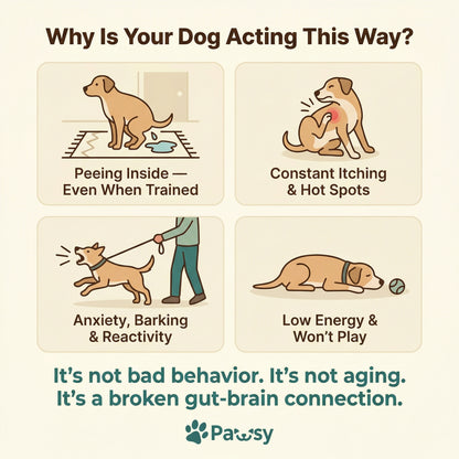 Pawsy™ Gut-Brain Calm Chews