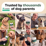 Dog owners using PawsyLabs Probiotic soft chews