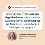 Veterinarian recommended probiotic chews for dogs