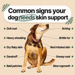 Common signs your dog needs skin support
