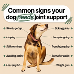 Common signs your dog needs joint support