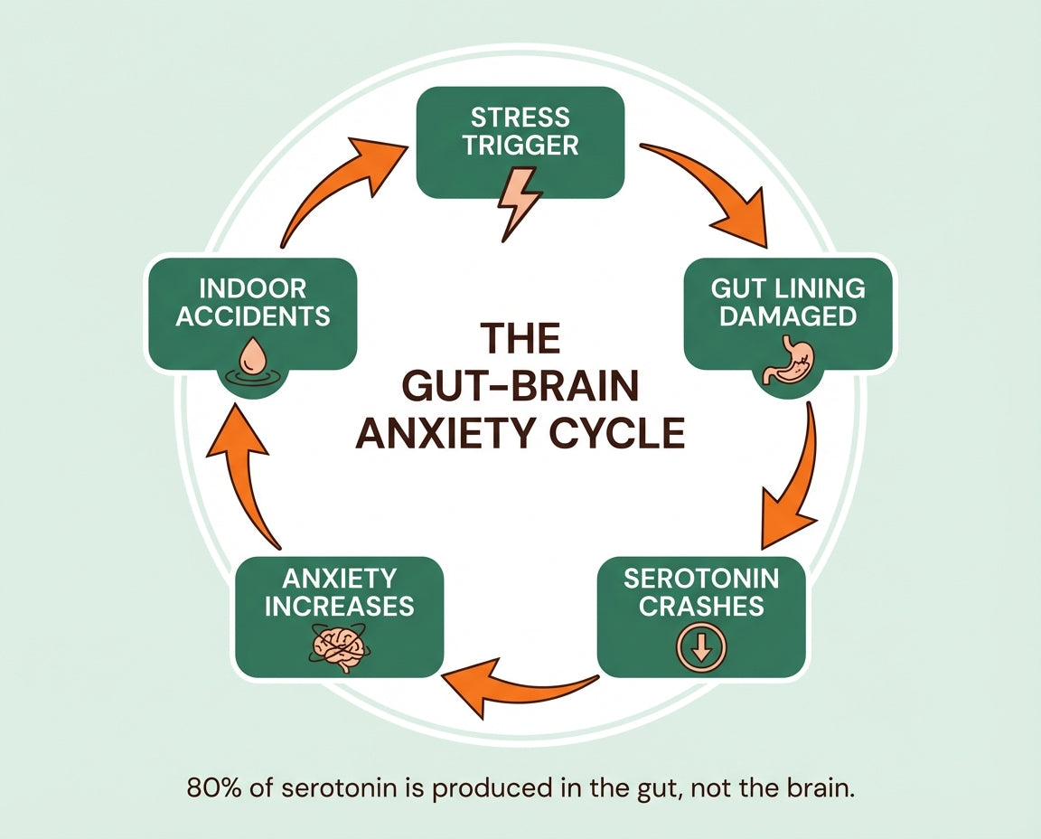 The Gut-Brain Cycle: Why Nothing You've Tried Has Worked