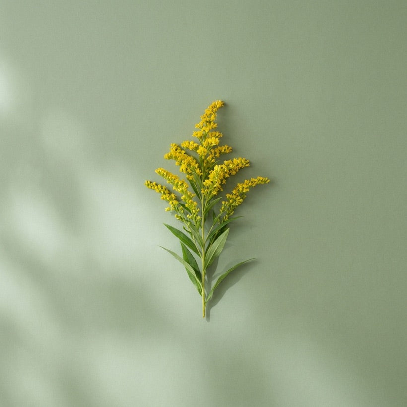 Goldenrod