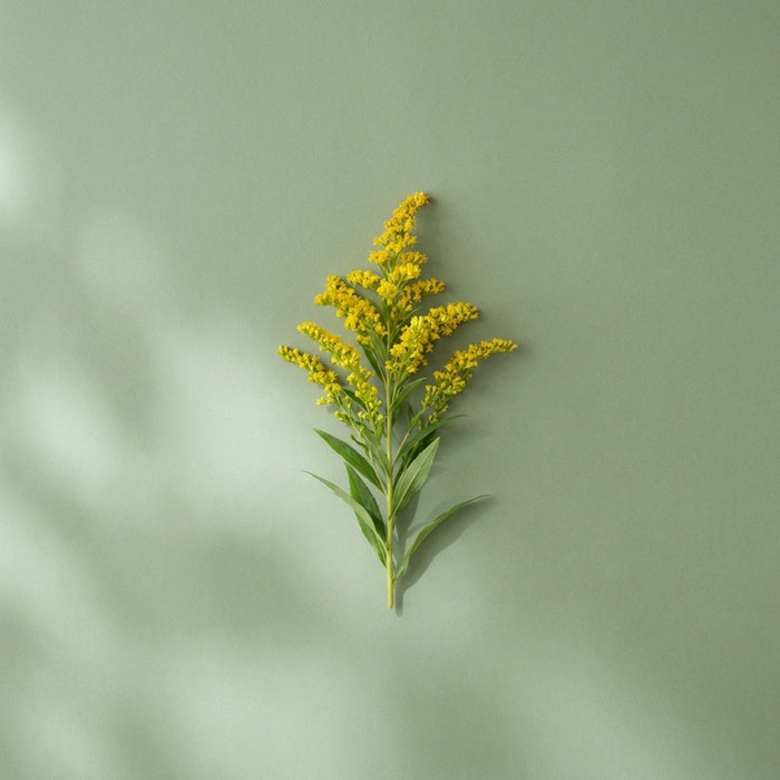 Goldenrod
