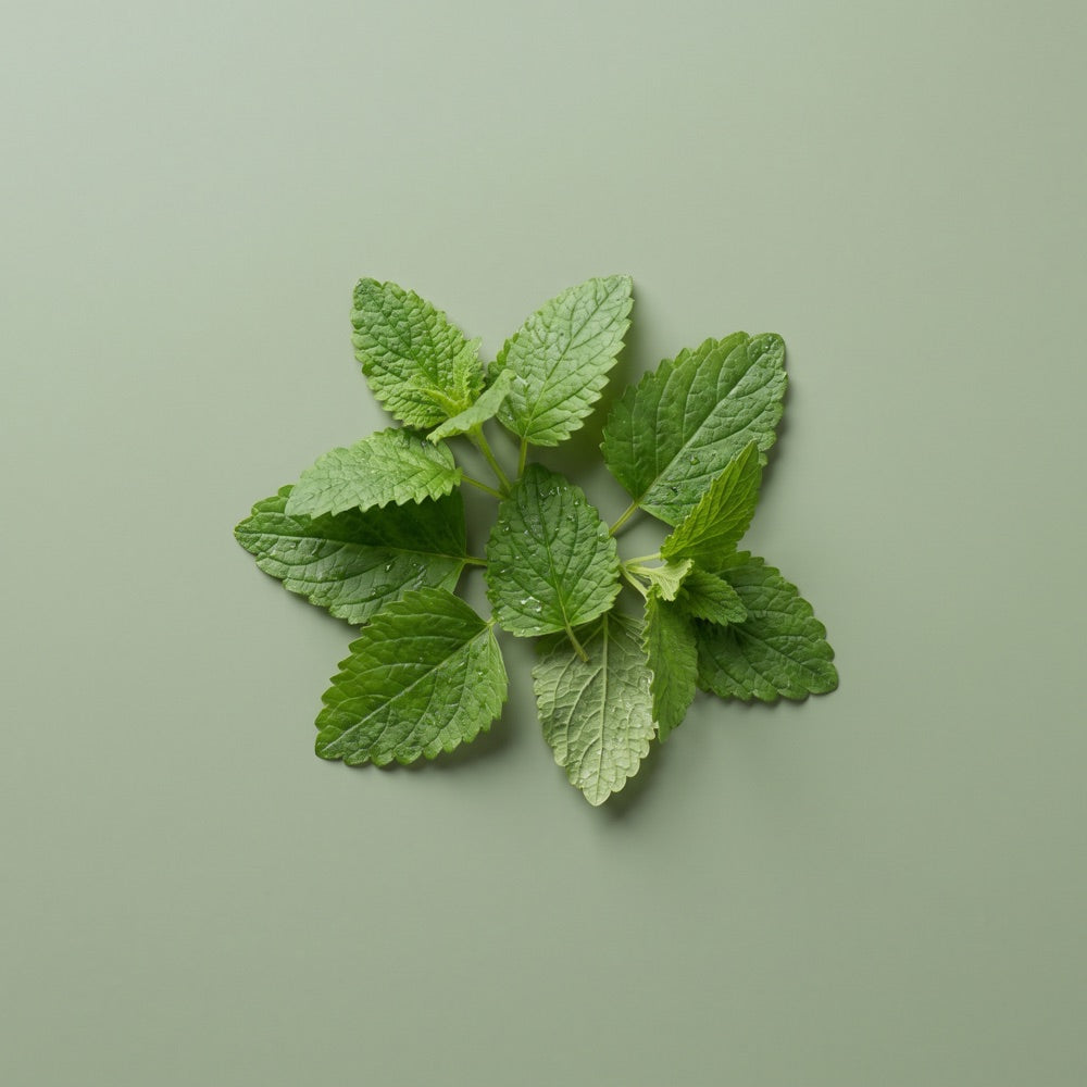 Lemon Balm