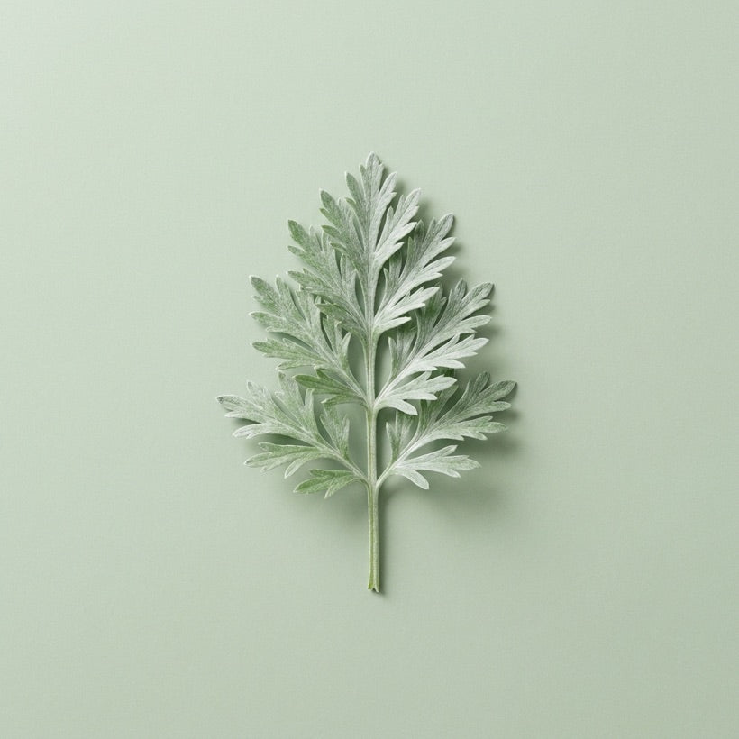 Wormwood Root