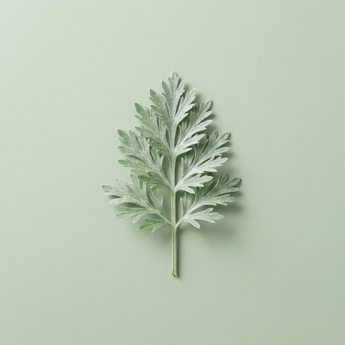Wormwood Root
