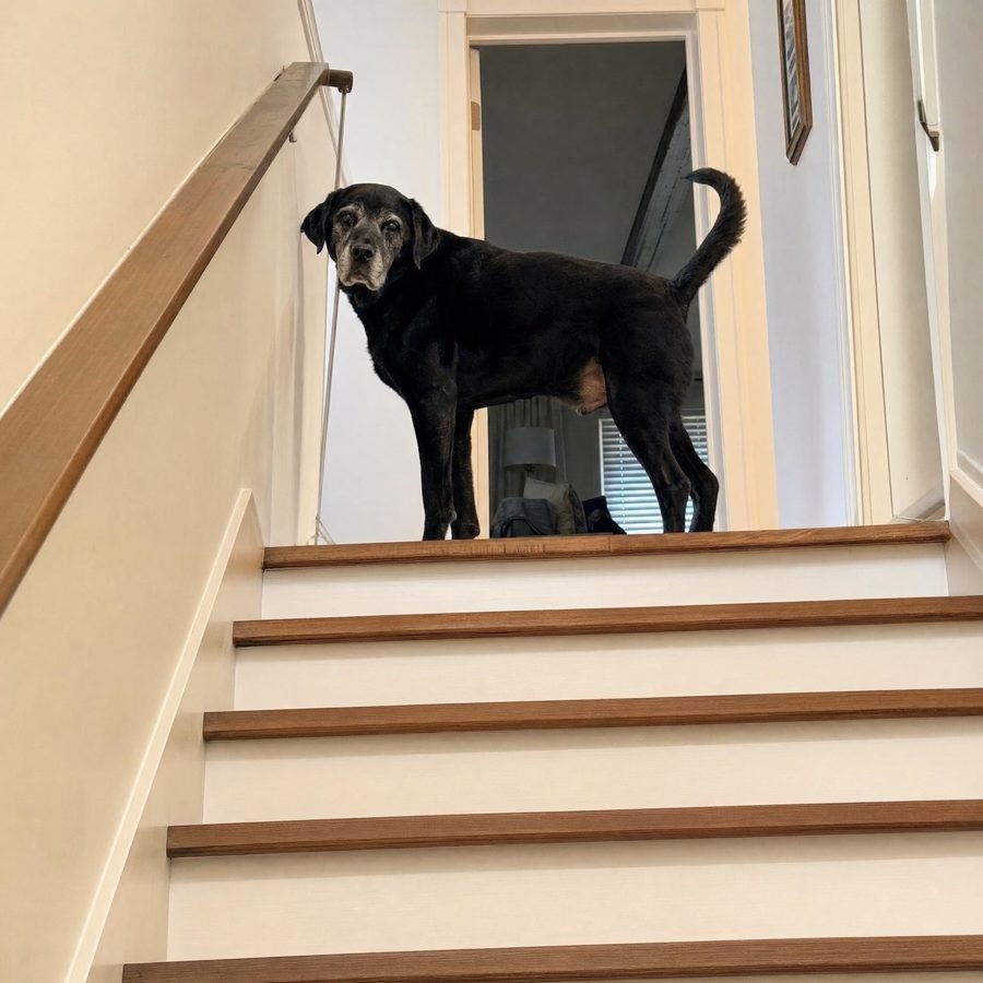 Happy dog
