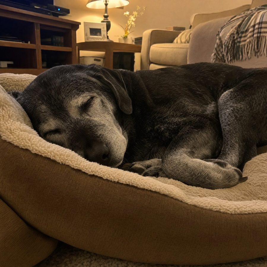 Happy dog