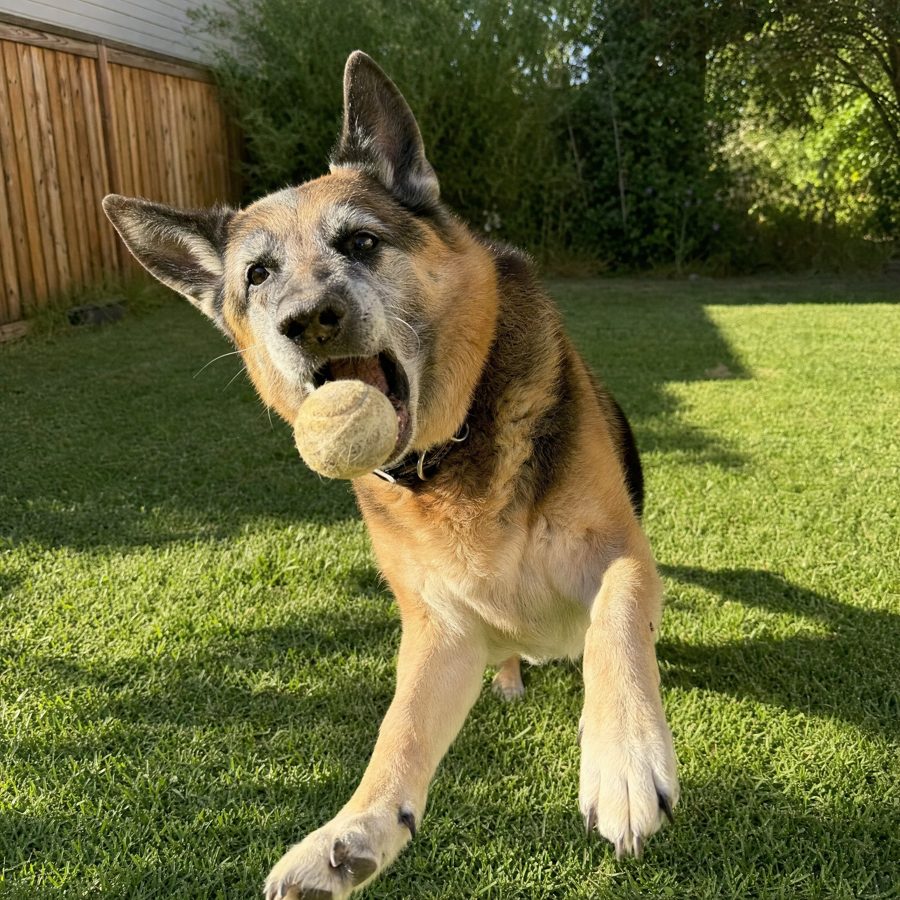 Happy dog