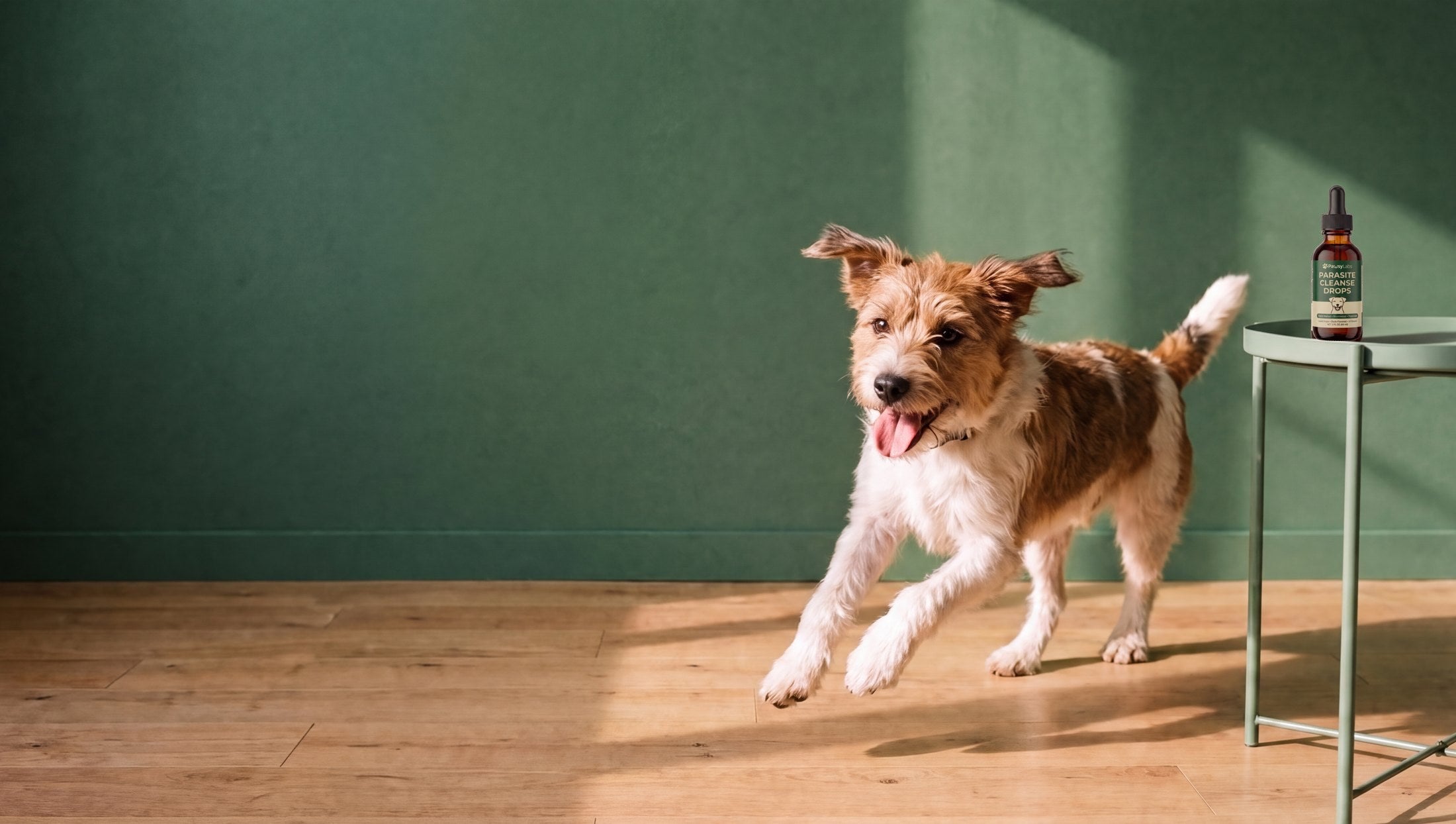 A scruffy terrier bounding across a sunny room, a bottle of PawsyLabs Parasite Cleanse Drops on the side table