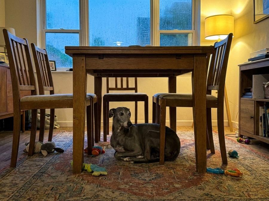A nervous whippet hiding under the dining table on a rainy evening