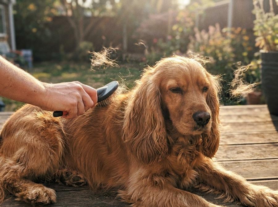 An owner brushing loose fur from a cocker spaniel on the porch