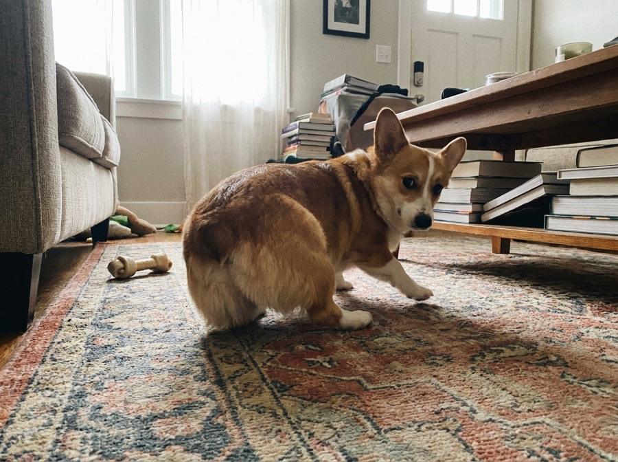 A corgi scooting across a living room rug
