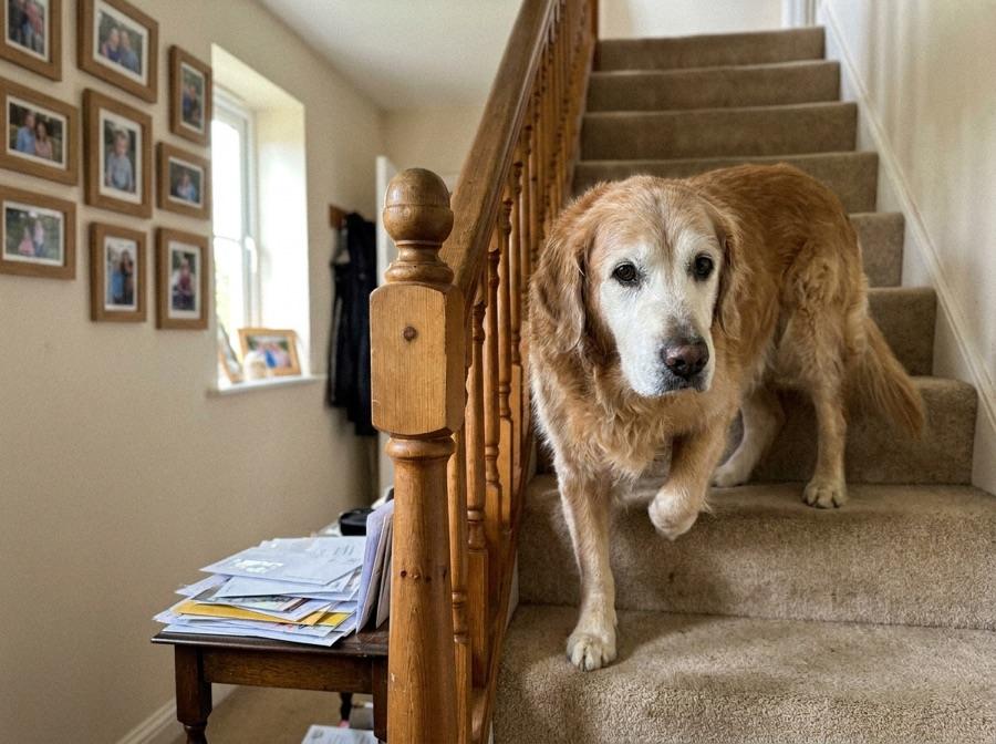 A senior golden retriever carefully coming down carpeted stairs