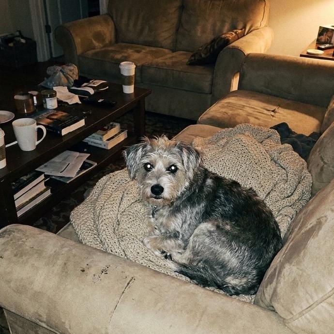 A small scruffy terrier curled up on the couch