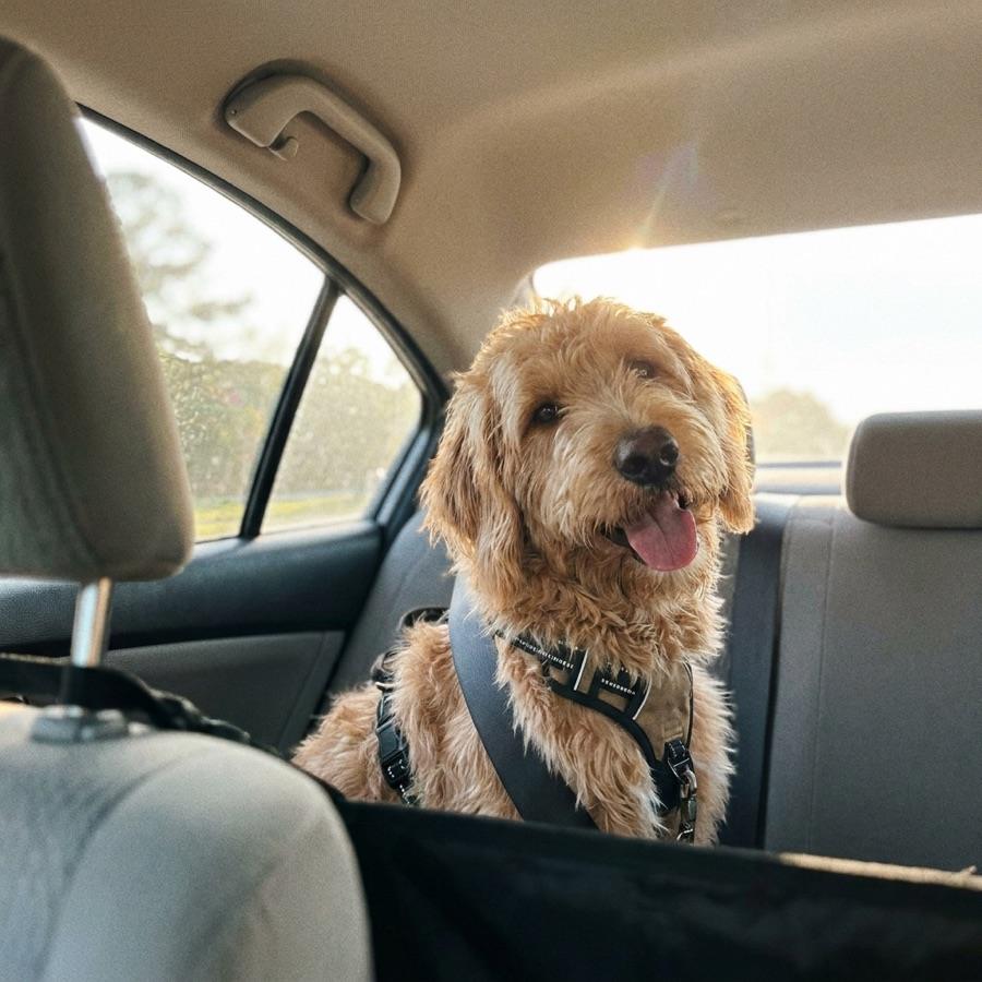A golden doodle in the back seat of a car