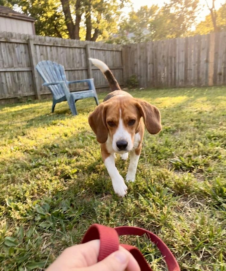 A beagle running across a backyard lawn