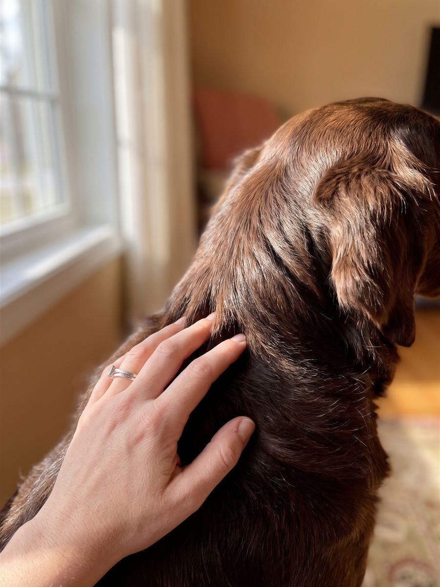 A coat that shines like the puppy photos.